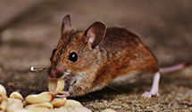 24 Hour & Emergency Exterminators in Darlingtn Hts, VA